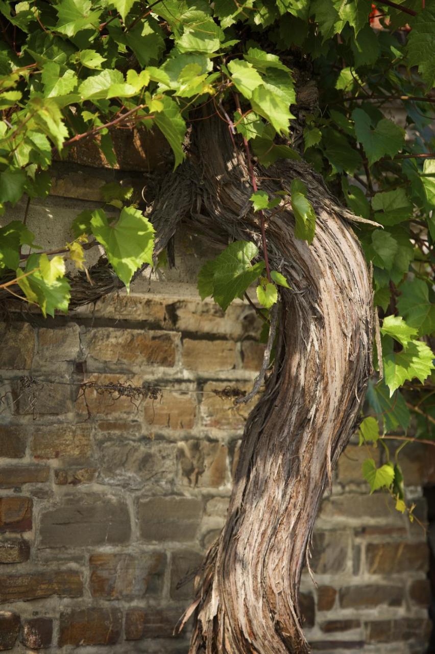 فندق Weinhaus Lenz Briedern المظهر الخارجي الصورة